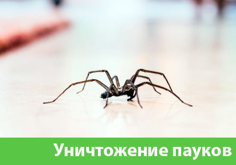Избавиться от пауков в городе Коломна