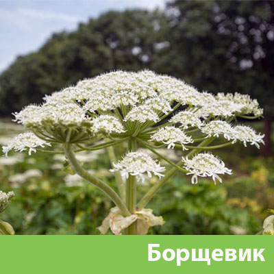 Борщевик в Коломне