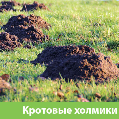 Кроты на участке в Коломне