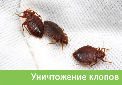 Уничтожение клопов в городе Коломна