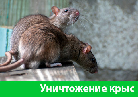 Уничтожение крыс в городе Коломна