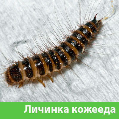 Личинка Кожееда в Коломне