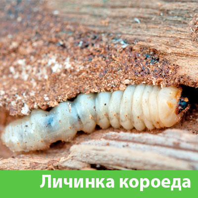 Уничтожение личинок короеда в Коломне