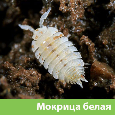 Мокрица в Коломне фото
