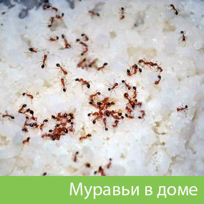 Муравьи в доме в Коломне