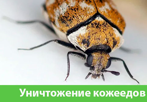 Обработка от кожееда в городе Коломна 