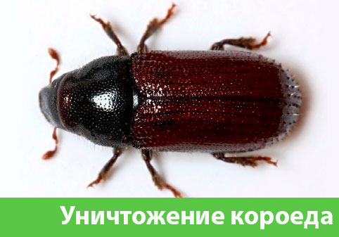 Обработка от короеда в городе Коломна