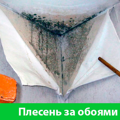 Удаление плесени в Коломне