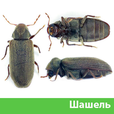 Обработка от шашеля в городе Коломна