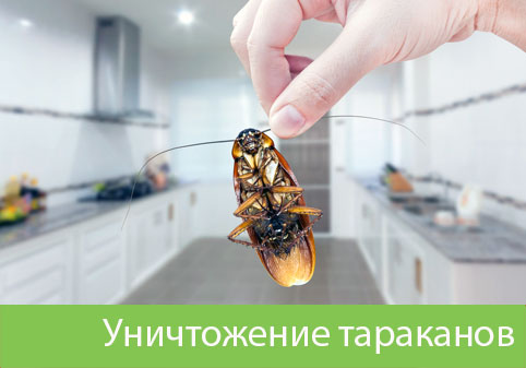 Уничтожение тараканов в городе Коломна