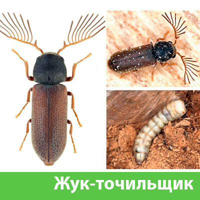 Уничтожение точильщика и личинок в Коломне