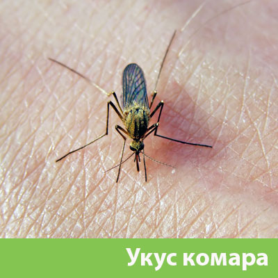 Укусы комаров в Коломне