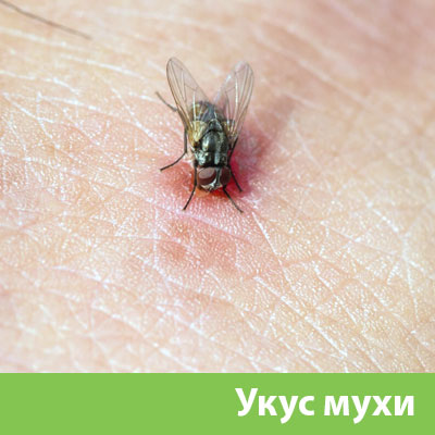 Уничтожение мух в Коломне