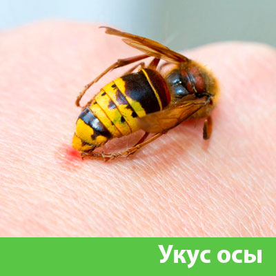 Профессиональное уничтожение ос и шершней в Коломне