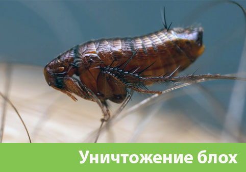 Уничтожение блох в городе Коломна