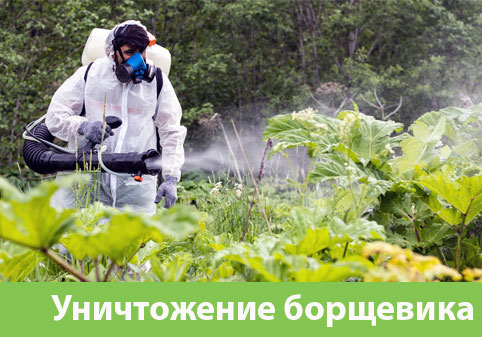 Уничтожение Борщевика в городе Коломна