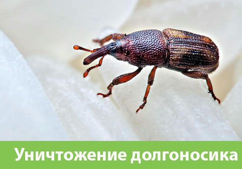 Уничтожение долгоносиков в городе Коломна