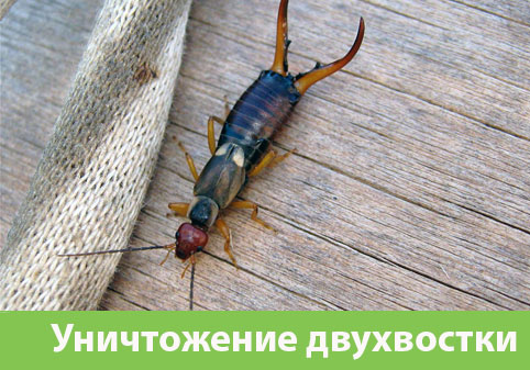 Уничтожение двухвостки в городе Коломна