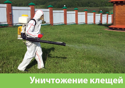 Уничтожение клещей в городе Коломна