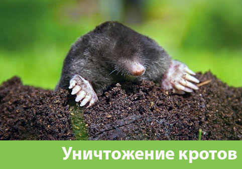 Уничтожение кротов в городе Коломна