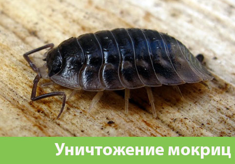 Мокрицы в квартире в городе Коломна