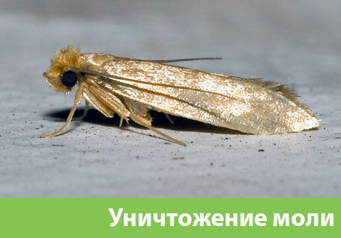 Уничтожение моли в городе Коломна 