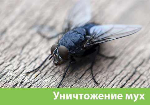 Уничтожение мух в городе Коломна