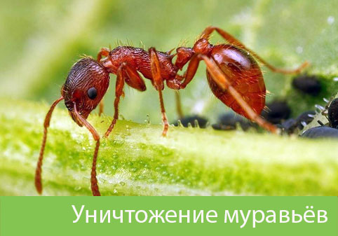 Уничтожение муравьёв в городе Коломна
