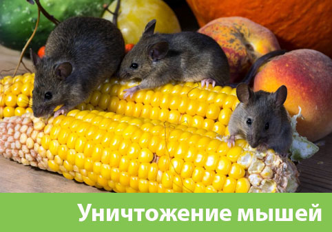 Уничтожение мышей в Коломне